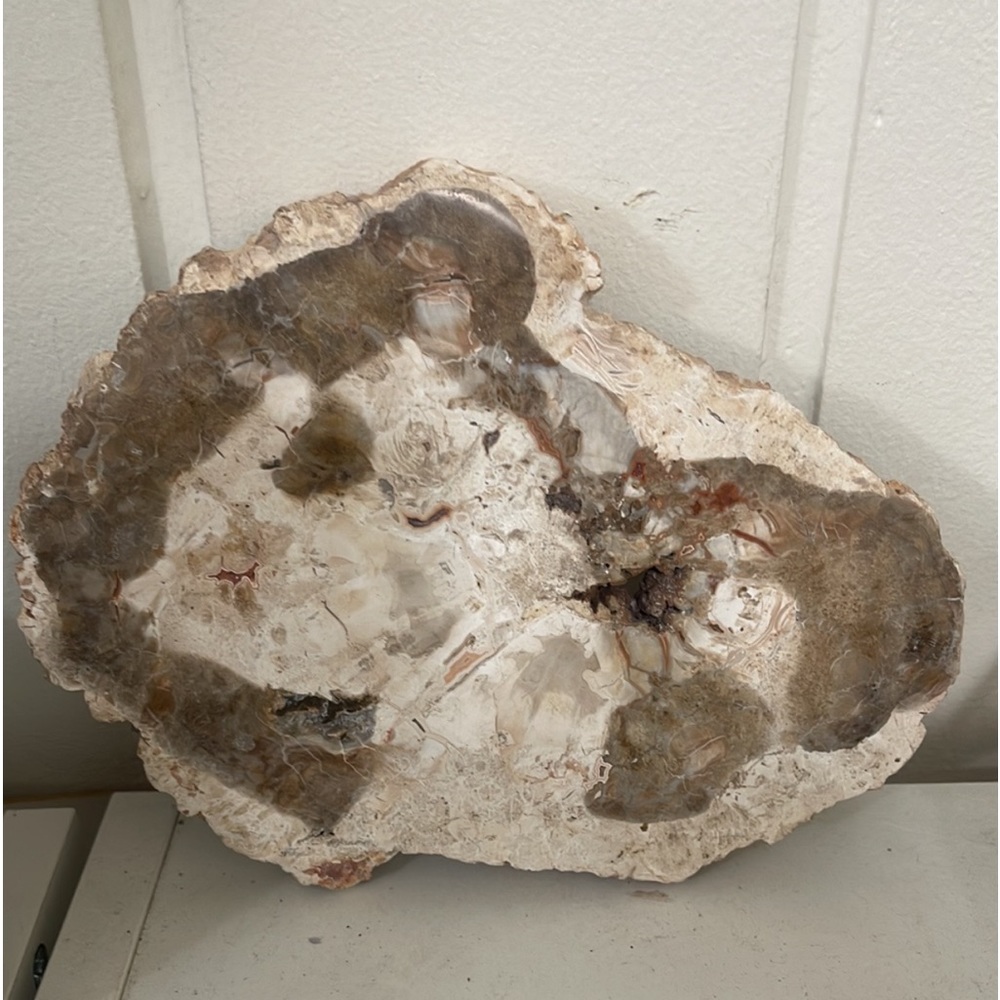 Petrified wood